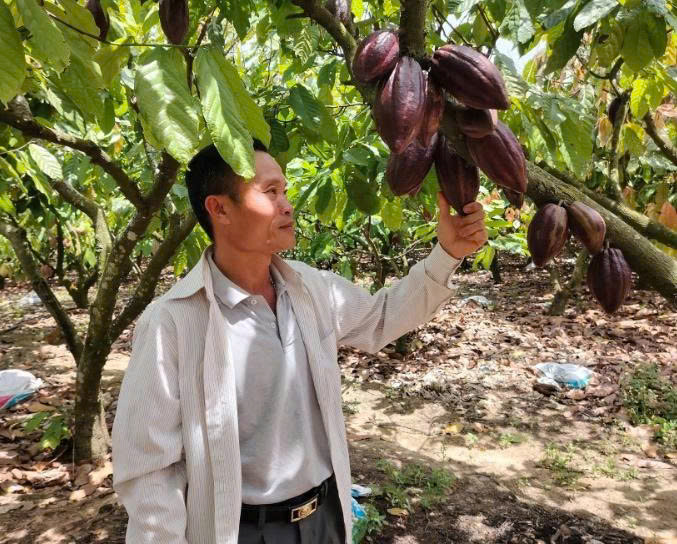 Nông dân Đăk Lăk học làm than sinh học từ vỏ cacao